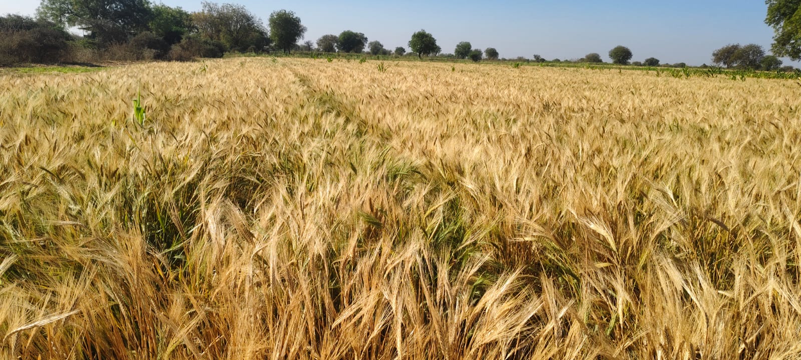 Farmer Image 5